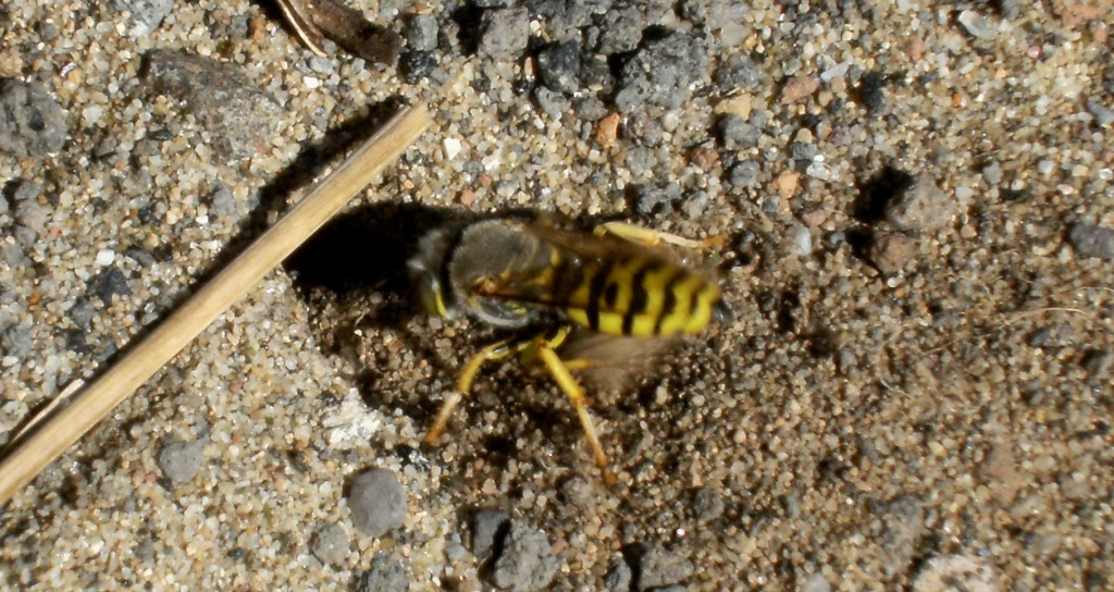 Bembix oculata  che scava a tana.